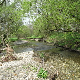 Der Fluss Innerste bei Ringelheim