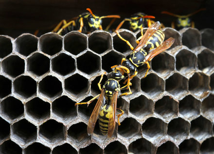 Sommerzeit ist Wespenzeit: Die Untere Naturschutzbehörde der Stadt Salzgitter hilft bei Fragen rund um diese Insekten weiter.