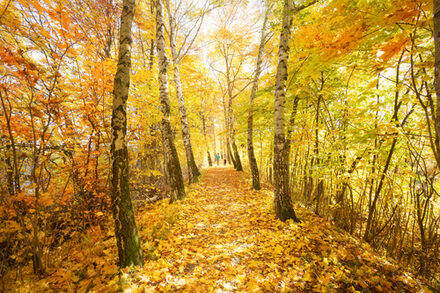 Herbstlicher Weg in Salzgitter-Bad