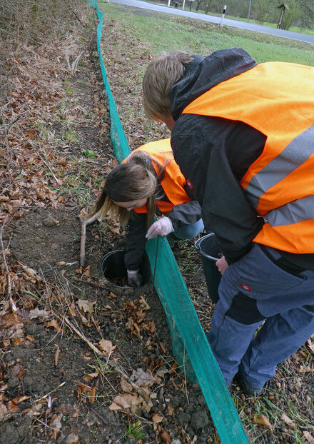 Die Sammlerinnen und Sammler sind im Frühjahr unterwegs, um die Amphibien in Sicherheit zu bringen.