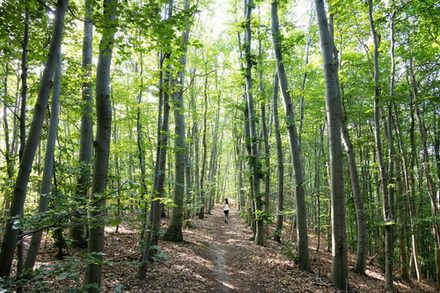 Beliebt bei den Kursteilnehmenden: Das Waldbaden, das im neuen Semester erneut angeboten wird.