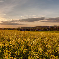 Rapsfelder bei Sazgitter-Bad.